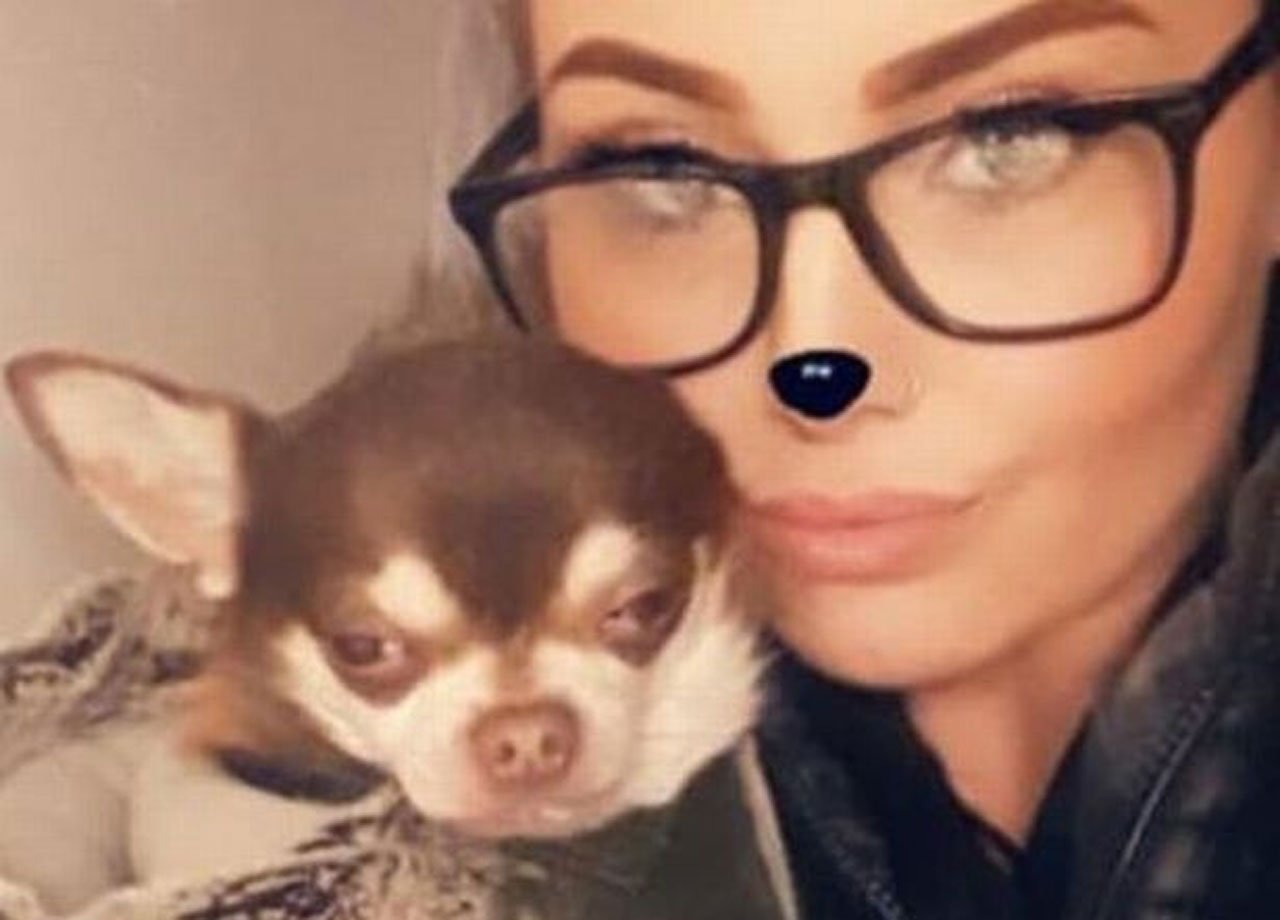 Chihuahua rapito da gabbiano (Facebook)