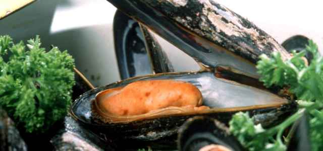 Un piatto di cozze