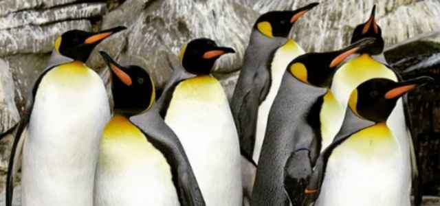 pinguini gay 2019 instagram 640x300