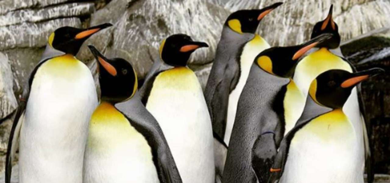 pinguini gay 2019 instagram