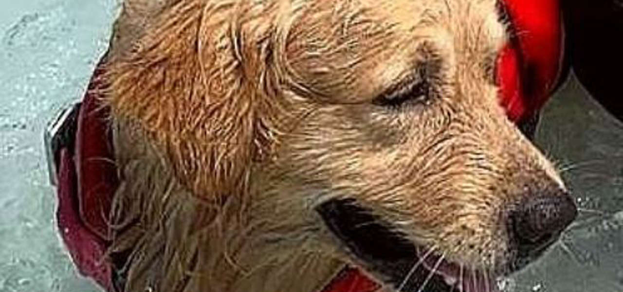 cane bagnino pablo facebook