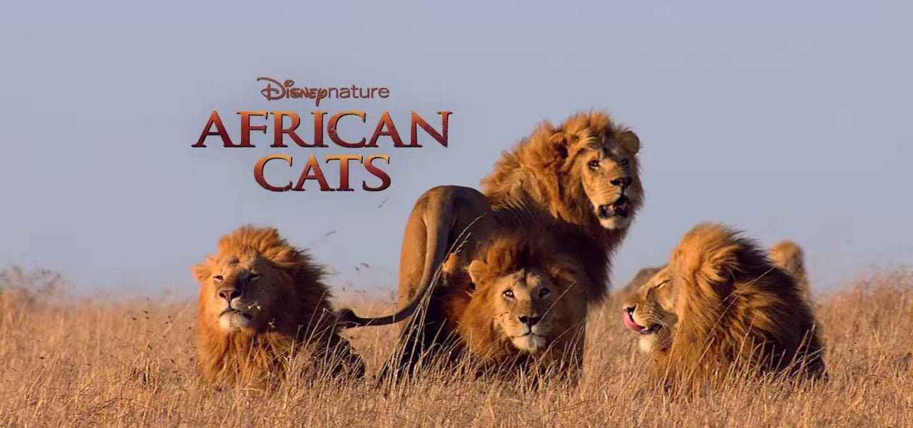 african cats Il regno del coraggio 2019 film
