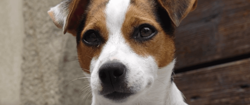 jack russel 2019 youtube.png