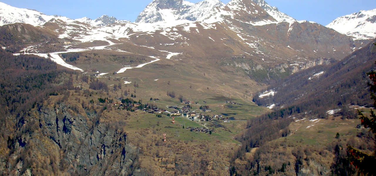 chamois wikipedia