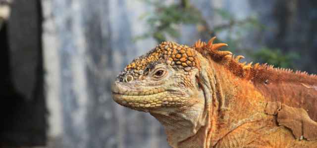 natura iguana 1 pixabay1280 640x300