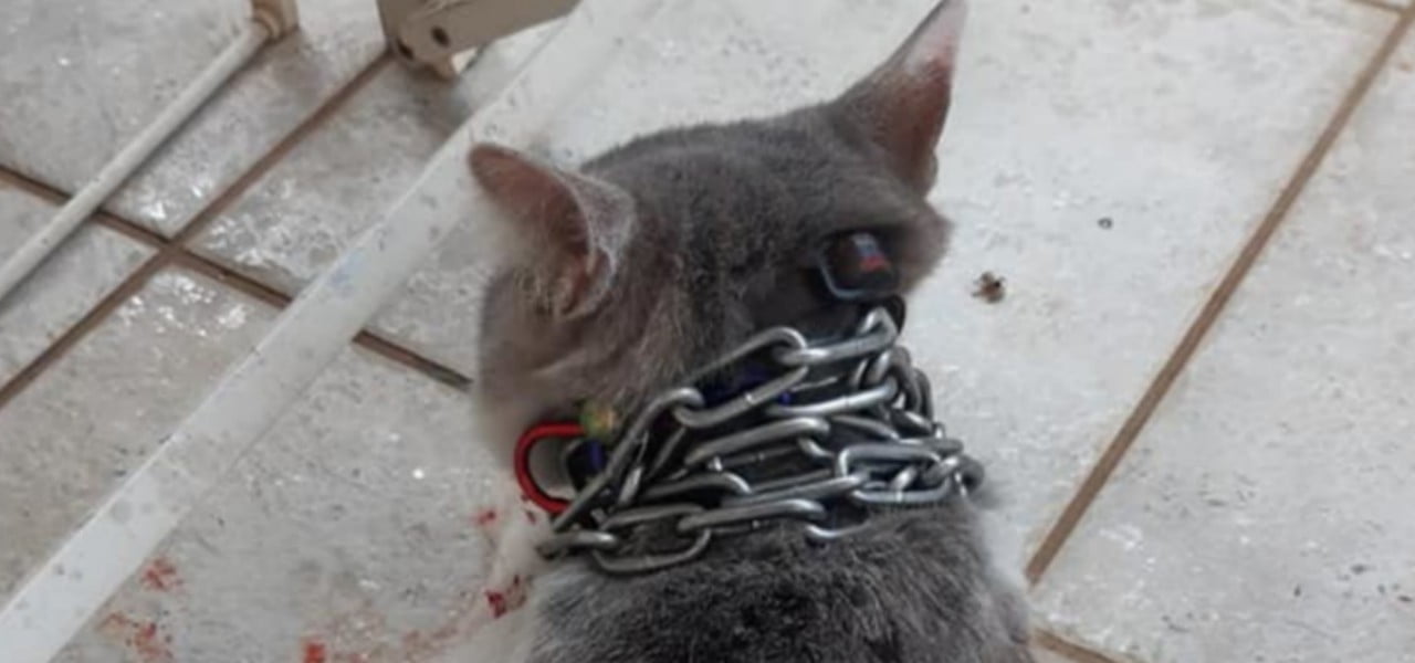 gatto catena al collo latina 2019 web