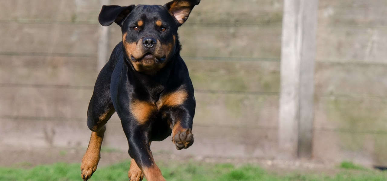 rottweiler pixabay