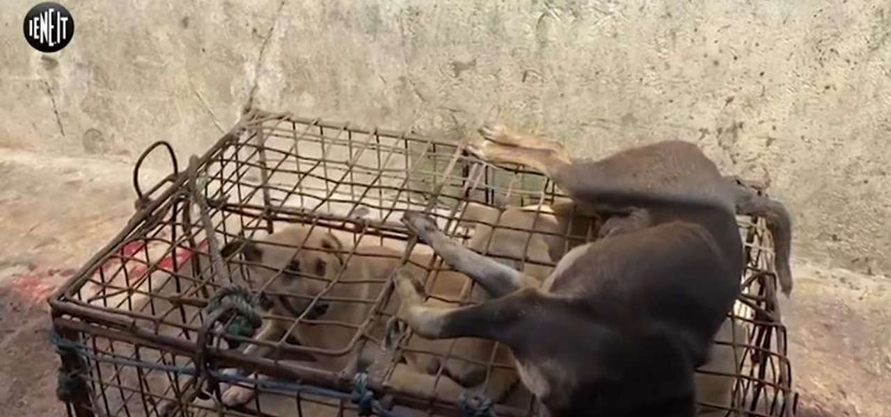 massacro cani indonesia iene