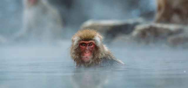 Macaco (Pixabay)