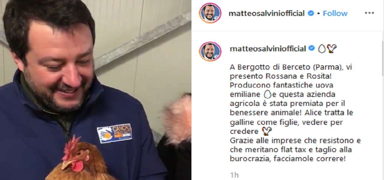 salvini galline