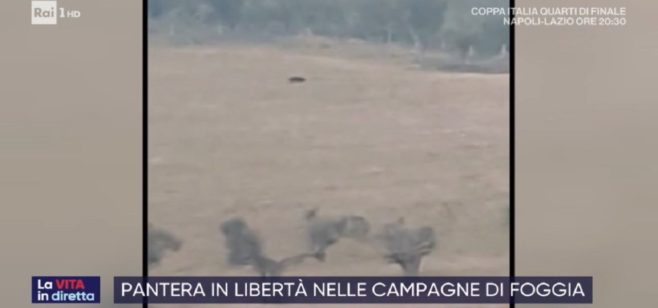Pantera nera a San Severo foggia