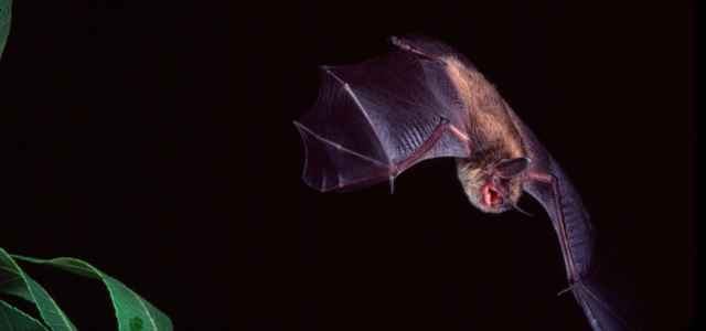 Pipistrello volo lapresse 2020 640x300