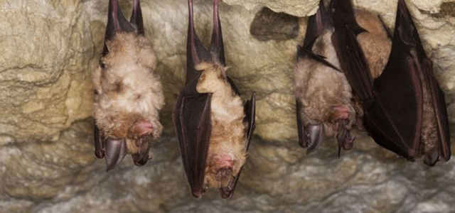 Pipistrelli