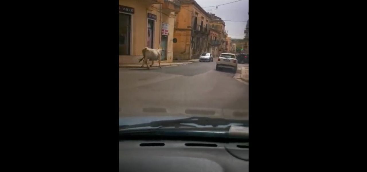 mucca ragusa yt
