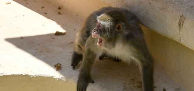 Macaco zoo lapresse 2020 640x300