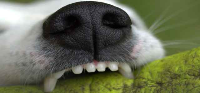 cane morso denti pixabay 640x300