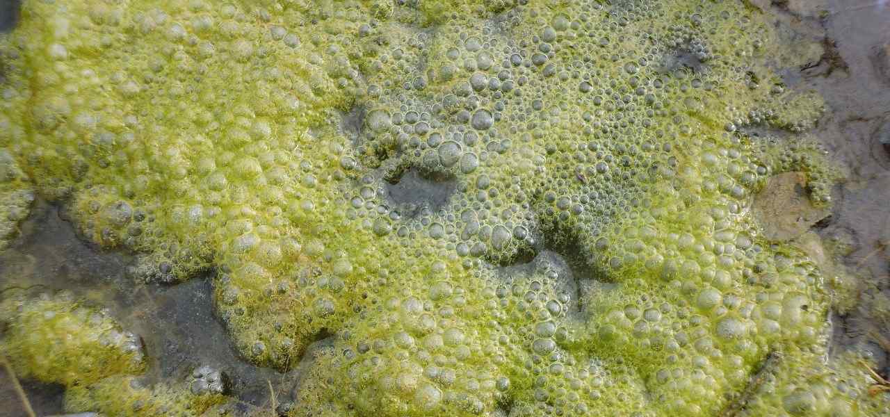 alga tossica 2019 pixabay