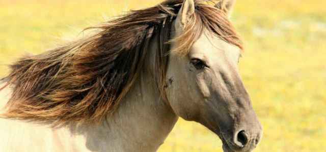 cavallo 2019 pixabay 640x300