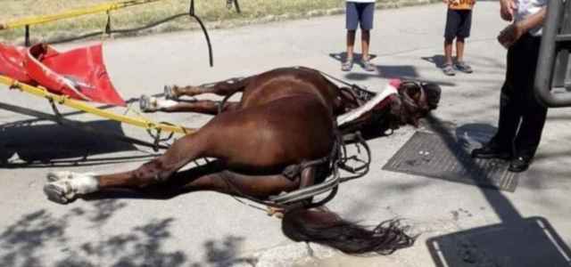 cavallo 2019 web 640x300