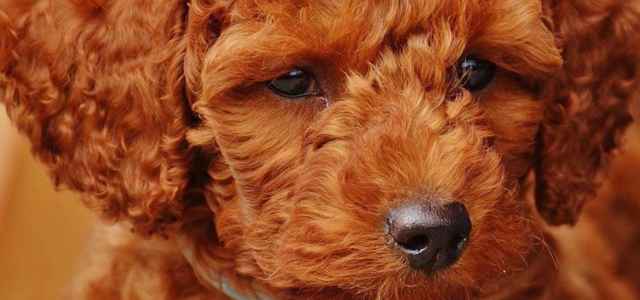 cane barboncino pixabay 640x300