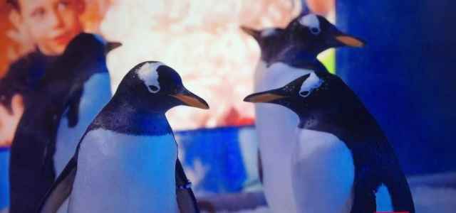 pinguini londra 2020 bbc 640x300