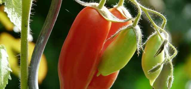 pomodori pelato pixabay1280 640x300