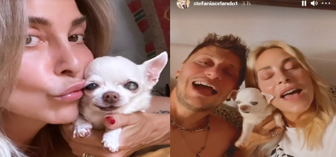 Margot Il Cane Di Stefania Orlando Compie 17 Anni Hashtag In Tendenza Su Twitter