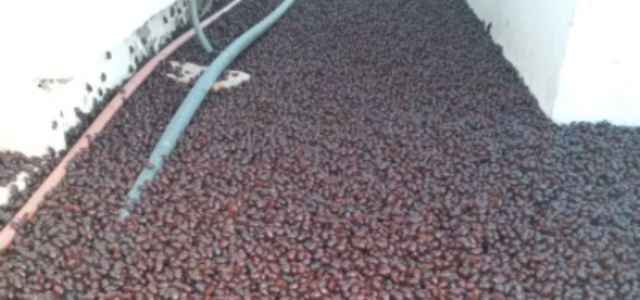 scarabei invasione 640x300