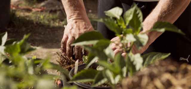 Siccità, duro impatto su colture e vegetazione