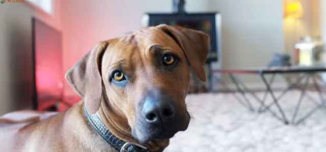 rhodesian ridgeback 2022 yt 640x300