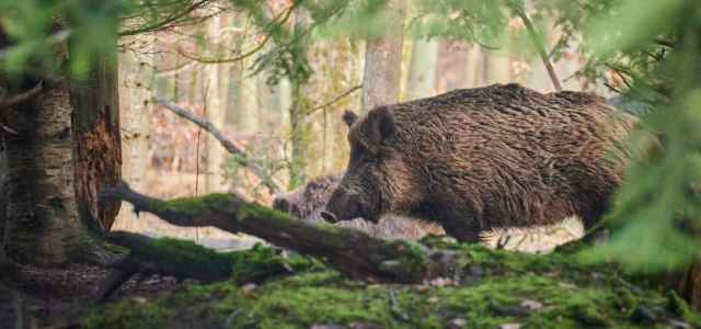 Cinghiale Pixabay1280 640x300.jpeg